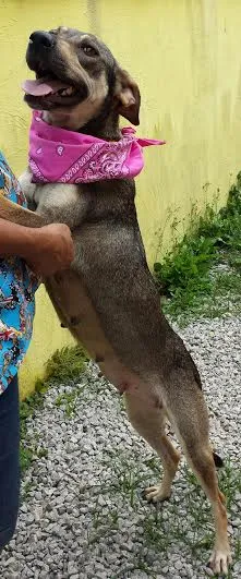 Cachorro ra a SRD idade  nome KIKA