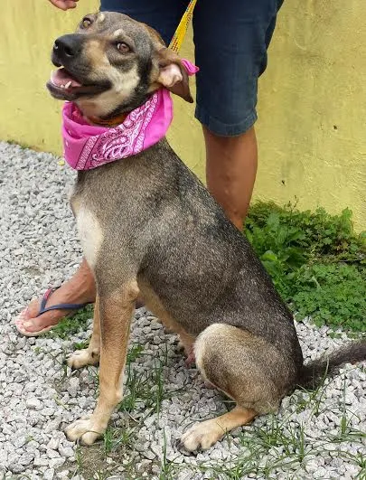Cachorro ra a SRD idade  nome KIKA