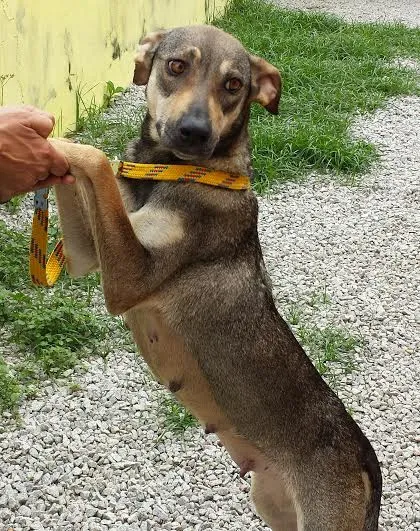 Cachorro ra a SRD idade  nome KIKA