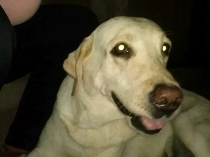Cachorro ra a Labrador idade 5 anos nome Malu