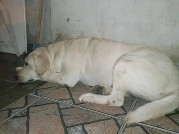 Cachorro ra a Labrador idade 5 anos nome Malu