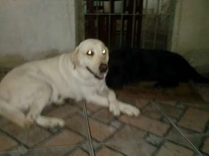 Cachorro ra a Labrador idade 5 anos nome Malu