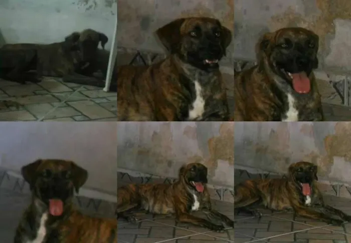 Cachorro ra a SRD idade 2 anos nome Charlo