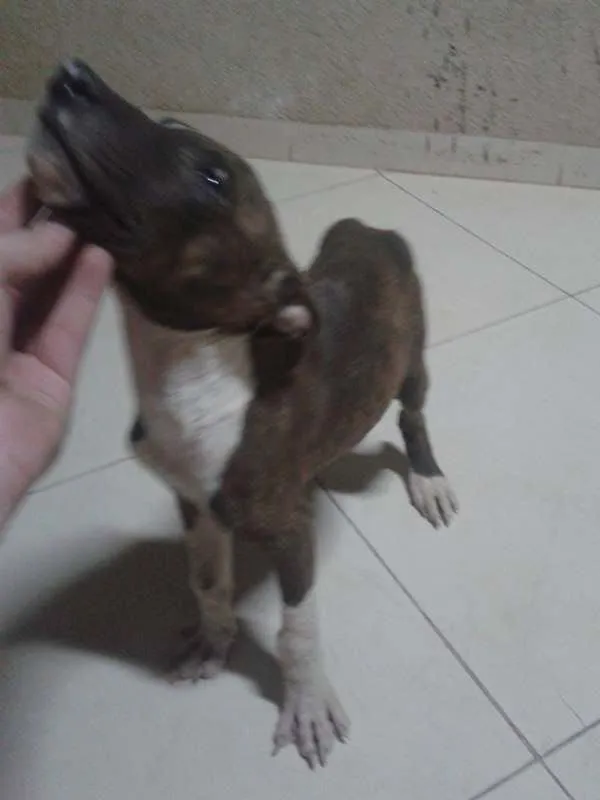Cachorro ra a indefinida idade 2 a 6 meses nome maloy