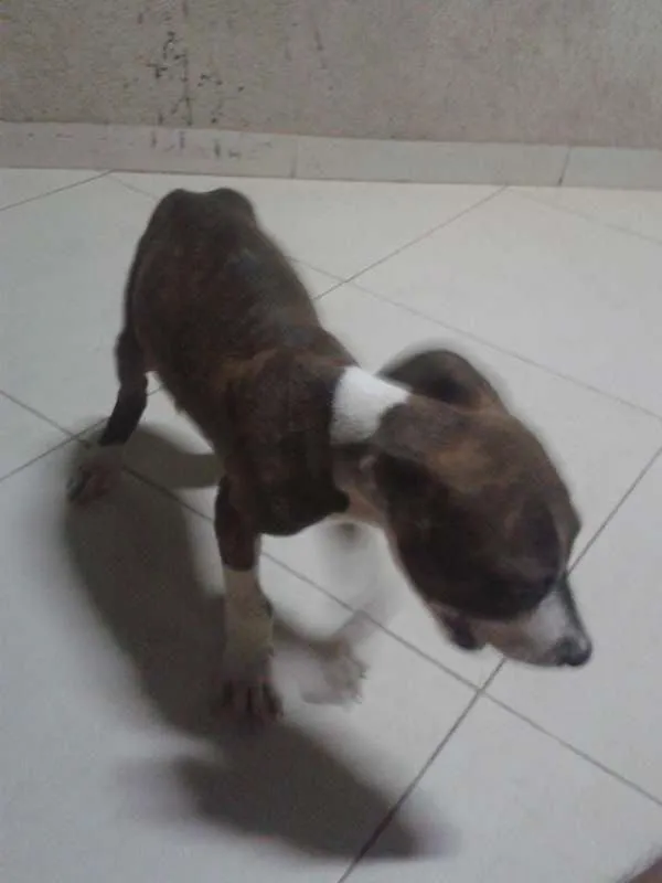 Cachorro ra a indefinida idade 2 a 6 meses nome maloy
