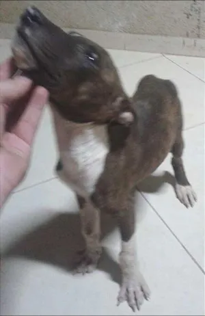 Cachorro raça indefinida idade 2 a 6 meses nome maloy