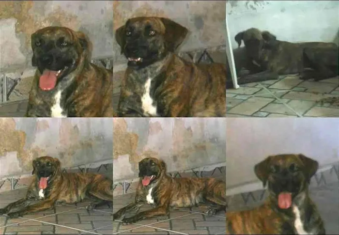 Cachorro ra a SRD idade 2 anos nome Charlo