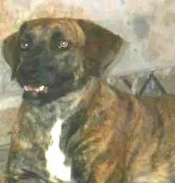 Cachorro ra a SRD idade 2 anos nome Charlo