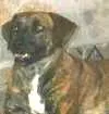 Cachorro raça SRD idade 2 anos nome Charlo
