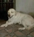 Malu