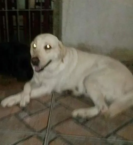 Cachorro ra a Labrador idade 5 anos nome Malu