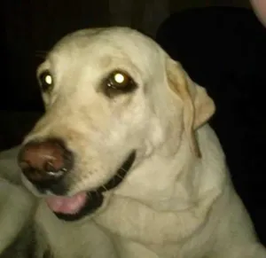 Cachorro raça Labrador idade 5 anos nome Malu
