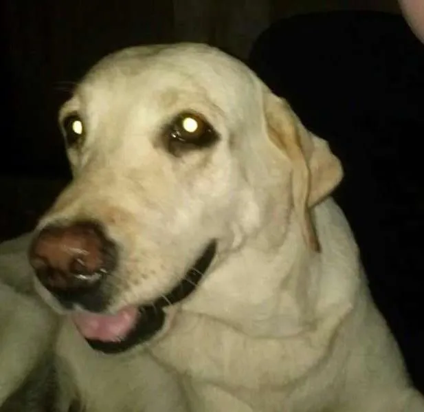 Cachorro ra a Labrador idade 5 anos nome Malu