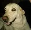 Cachorro raça Labrador idade 5 anos nome Malu