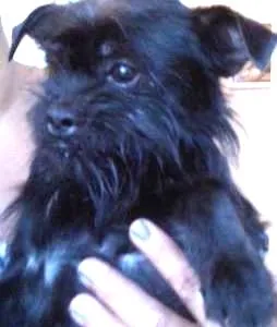 Cachorro raça srd idade 1 ano nome Scoobe