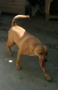 Milly