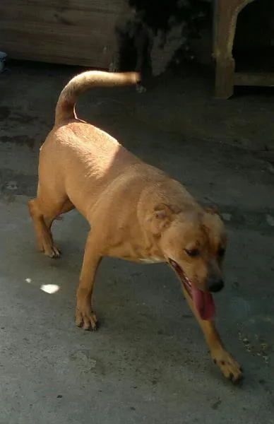 Cachorro ra a Pit-Bull  idade 2 anos nome Milly