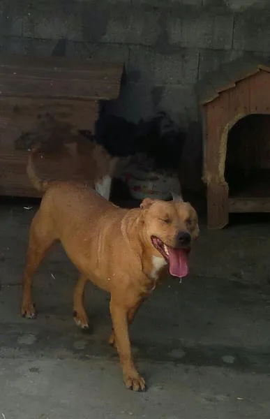 Cachorro ra a Pit-Bull  idade 2 anos nome Milly
