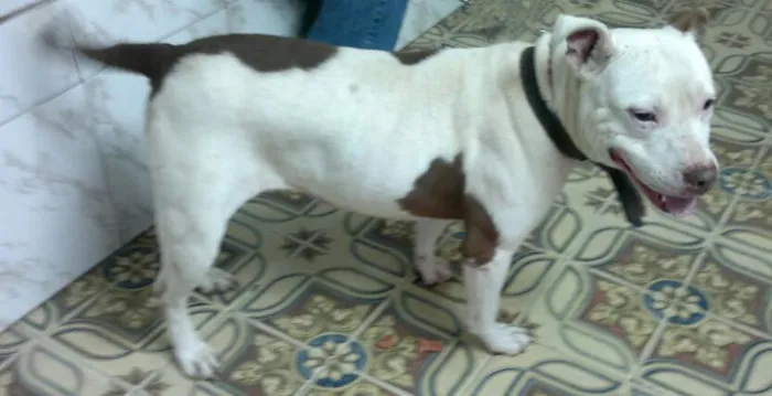 Cachorro ra a Pit Bull idade 1 ano nome Princesa 