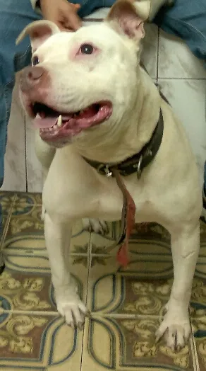 Cachorro raça Pit Bull idade 1 ano nome Princesa 