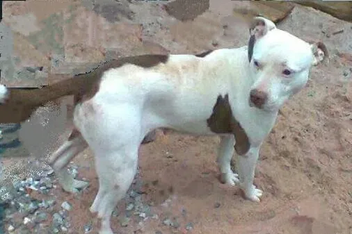 Cachorro ra a Pit Bull idade 1 ano nome Princesa 