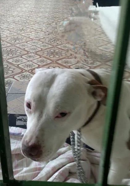 Cachorro ra a Pit Bull idade 1 ano nome Princesa 
