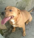 Milly