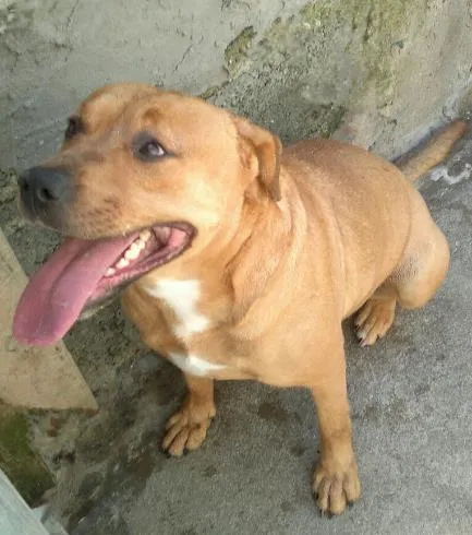 Cachorro ra a Pit-Bull  idade 2 anos nome Milly