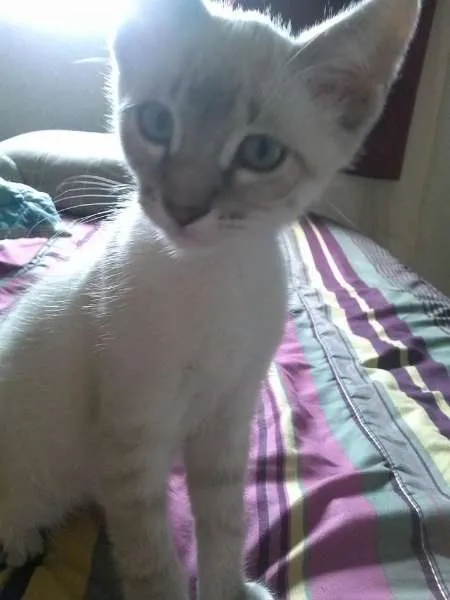 Gato ra a sem raça definida idade 2 a 6 meses nome Frajola