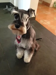 Cachorro ra a Shnauzer idade Abaixo de 2 meses nome FREUD GRATIFICA