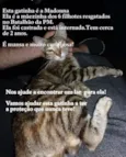 Gata castrada