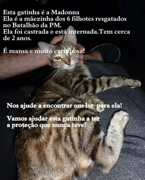 Gato raça SRD idade 2 anos nome Gata castrada