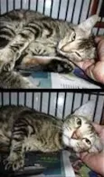 Gata castrada