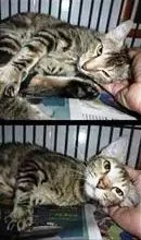 Gato raça SRD idade 2 anos nome Gata castrada