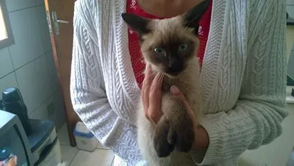 Gato ra a Siamês idade 2 a 6 meses nome Oliver