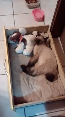 Gato ra a Siamês idade 2 a 6 meses nome Oliver
