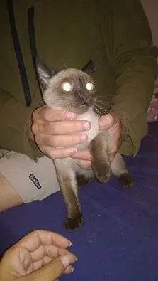 Gato raça Siamês idade 2 a 6 meses nome Matilda