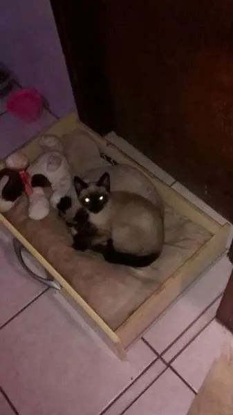 Gato ra a Siamês idade 2 a 6 meses nome Matilda