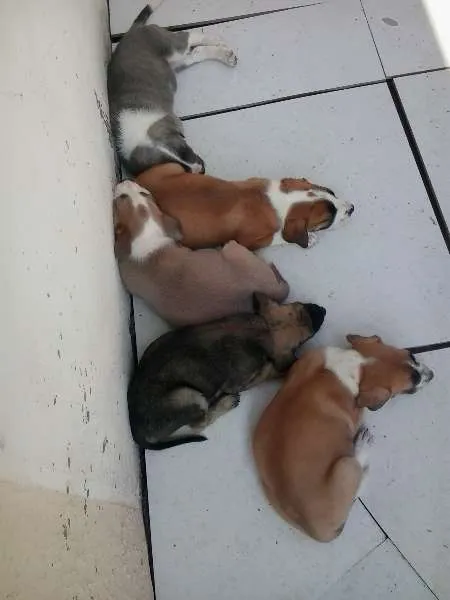 Cachorro ra a  idade 2 a 6 meses nome Ayron,ziggy,lorenzo
