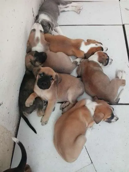 Cachorro ra a  idade 2 a 6 meses nome Ayron,ziggy,lorenzo