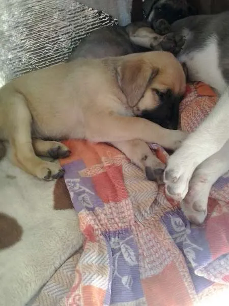 Cachorro ra a  idade 2 a 6 meses nome Ayron,ziggy,lorenzo