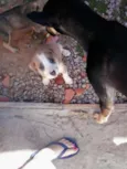 Ayron,ziggy,lorenzo
