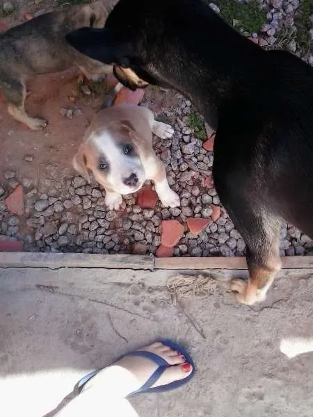 Cachorro ra a  idade 2 a 6 meses nome Ayron,ziggy,lorenzo