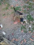 Ayron,ziggy,lorenzo