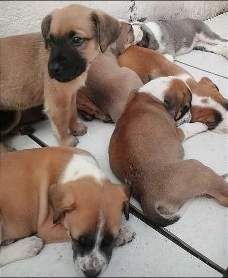Cachorro ra a  idade 2 a 6 meses nome Ayron,ziggy,lorenzo
