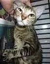 Gato raça SRD idade 2 anos nome Gata castrada