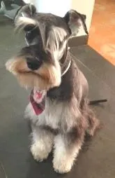 Cachorro ra a Shnauzer idade Abaixo de 2 meses nome FREUD GRATIFICA