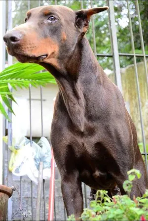 Cachorro raça Dobermann idade 2 a 6 meses nome Não Possui
