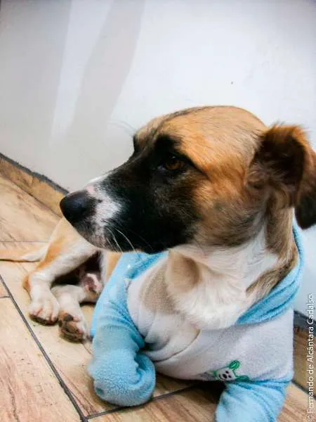 Cachorro ra a Mistura (poodle+pit bull) idade 5 anos nome Kenai