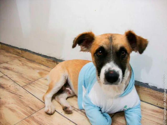 Cachorro ra a Mistura (poodle+pit bull) idade 5 anos nome Kenai